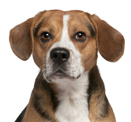 Close-up of Beagle, 3 years old, in front of white background