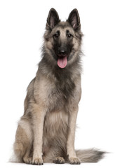 Tervuren dog, 19 months old, sitting