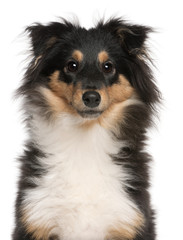 Close-up of Shetland Sheepdog puppy, 6 months old