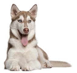 Siberian Husky puppy, 4 months old, lying