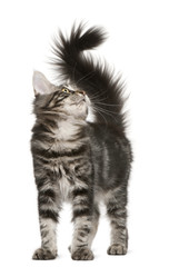 Maine Coon kitten, 4 months old, looking up