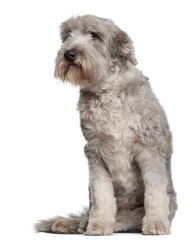 Bearded Collie, 10 years old, sitting