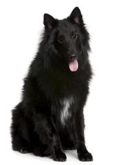 Belgian Shepherd Dog, Groenendael, 1 year old, sitting