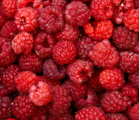 Harvest raspberries