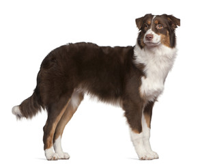 Australian Shepherd dog, 7 months old, standing