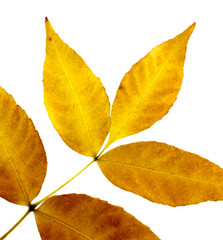 Fototapeta premium Twig with yellow autumn leaves