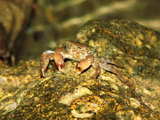 Crab on Rock