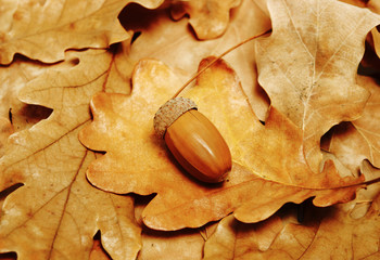 acorn in autumn leaves of oak