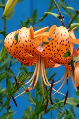 Beautiful tiger lily on a blue background
