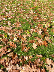 field covered with old leafs