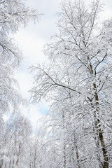 Fototapeta na wymiar Snowy birch tree
