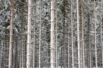 Fototapeta premium Spruce tree