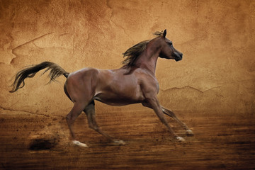 Obraz na płótnie Canvas Red arabian koń biegnie galopem w kurzu areny
