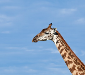 Masai Giraffe close-up