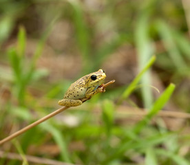 Kenya Frog