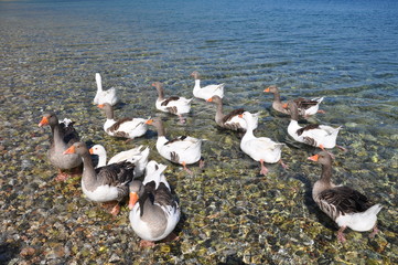 Fototapeta premium Wild Ducks