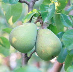 pair of pears