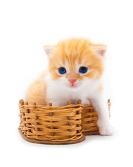 Fototapeta na wymiar Red kitten in a wattled basket