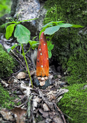 Weird encounters in the woods
