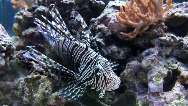 Der gifitge Teufelsfisch