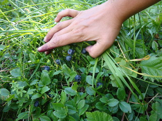 Big bilberry