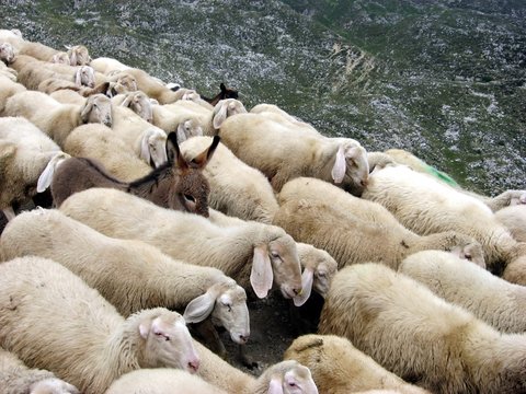 flock of sheep on a Pasubio with donkey