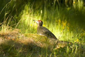 Black woodpecker (Dryocopus martius)