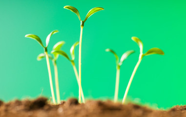 Green seedling illustrating concept of new life