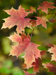 maple leaves