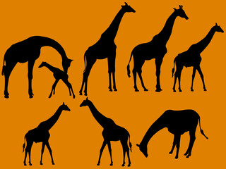 Fototapeta na wymiar giraffe collection silhouette - vector