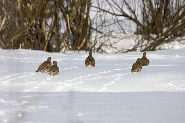 Quail (Coturnix coturnix)