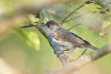 Sylvia atricapilla (f)