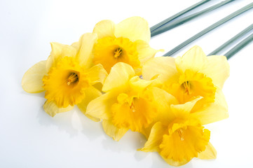 Yellow narcissus