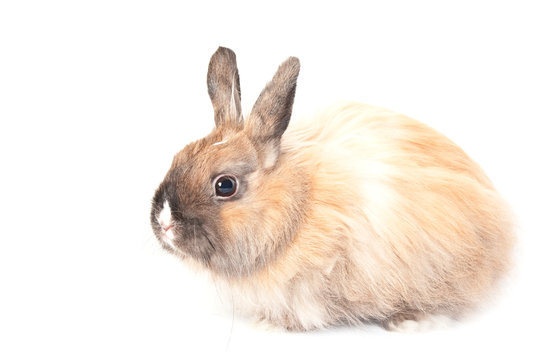 Portrait of a Rabbit