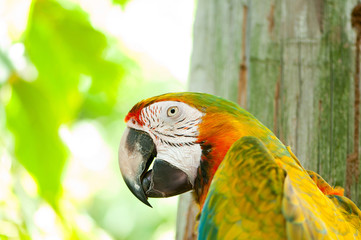 Colourful parrot bird sitting on the perch