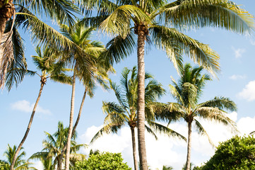Palms trees on the beach during bright day