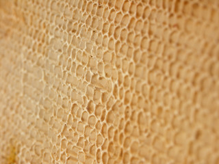 Honeycomb close-up