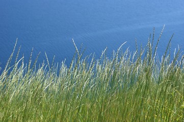 Obraz premium green grass