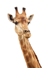 vrouwelijke giraf hoofd en nek geïsoleerd op wit
