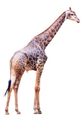 Male giraffe isolated on white