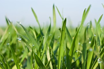 closeup green grass in a drop