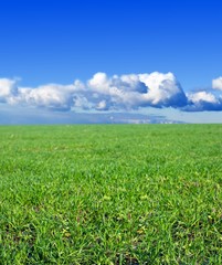 beautiful green field in a drops