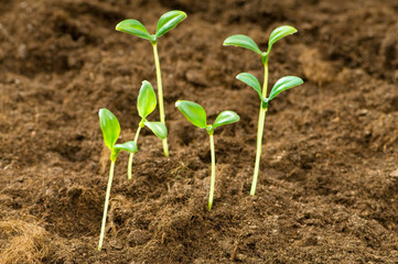 Green seedling illustrating concept of new life
