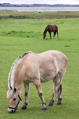 Danish horses near Faldsled in Denmark