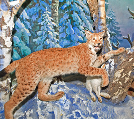 Lynx on hunting