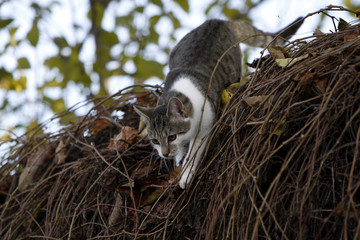 Katze klettert in wildem Wein