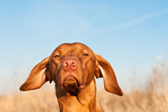 Closeup Of A Vizsla Dog In The Spring