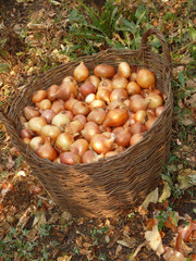 A large wicker basket with onions
