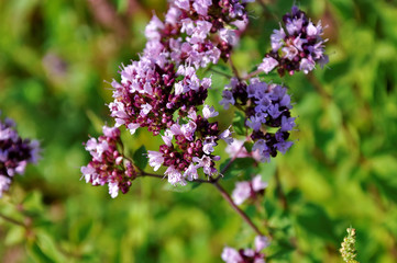 Marjoram or oregano(herb and spice) with purple flowers