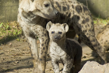 Hyena (Crocuta crocuta) pup and mother